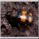 Necrophorus vespilloides - Totengraeber 05.jpg